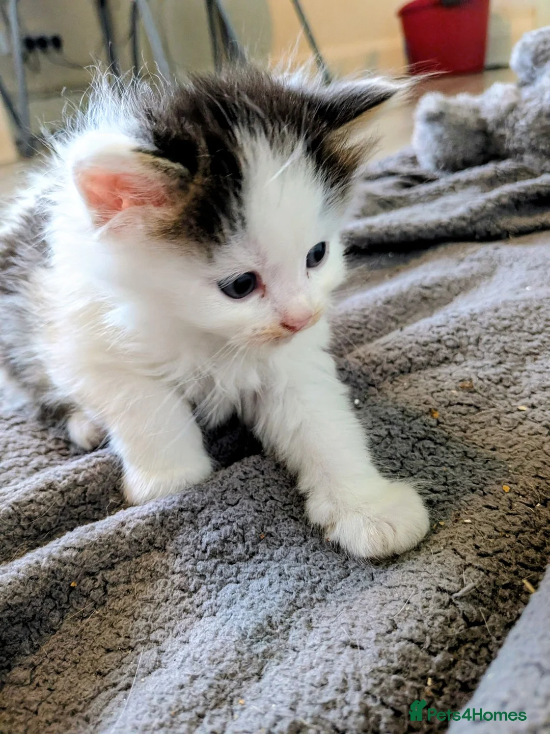 Mixed Breed cats for sale: Male & Female Kitten - Advert 2