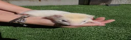 Ferret rodents for sale: Beautiful silver female  - Advert 1