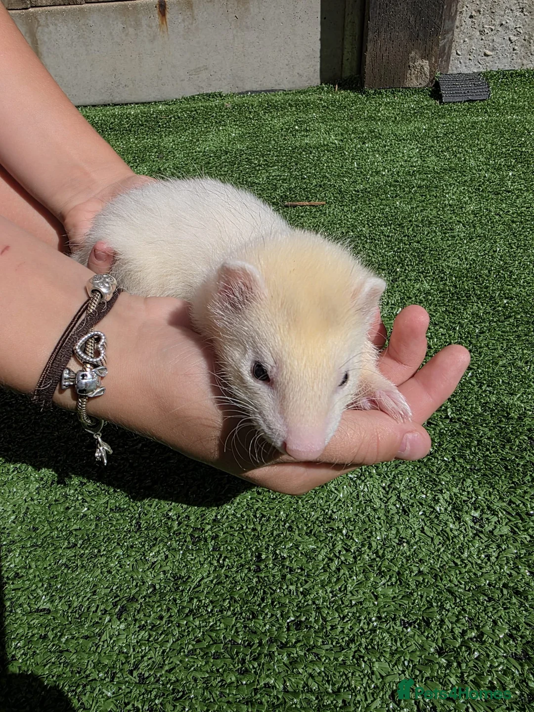 Ferret rodents for sale: Beautiful silver female  - Advert 1