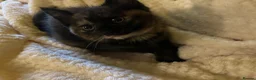 Ragdoll cats for sale: 🐾 Gorgeous Ragdoll Cross Kittens🐾 - Advert 7