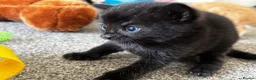 Mixed Breed cats for sale: 🐾 Adorable Kittens Looking for Loving Homes 🐾 in Milton Keynes - Advert 8