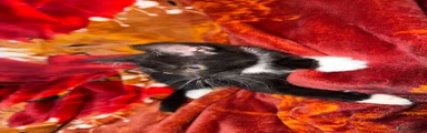 Kitten 2 