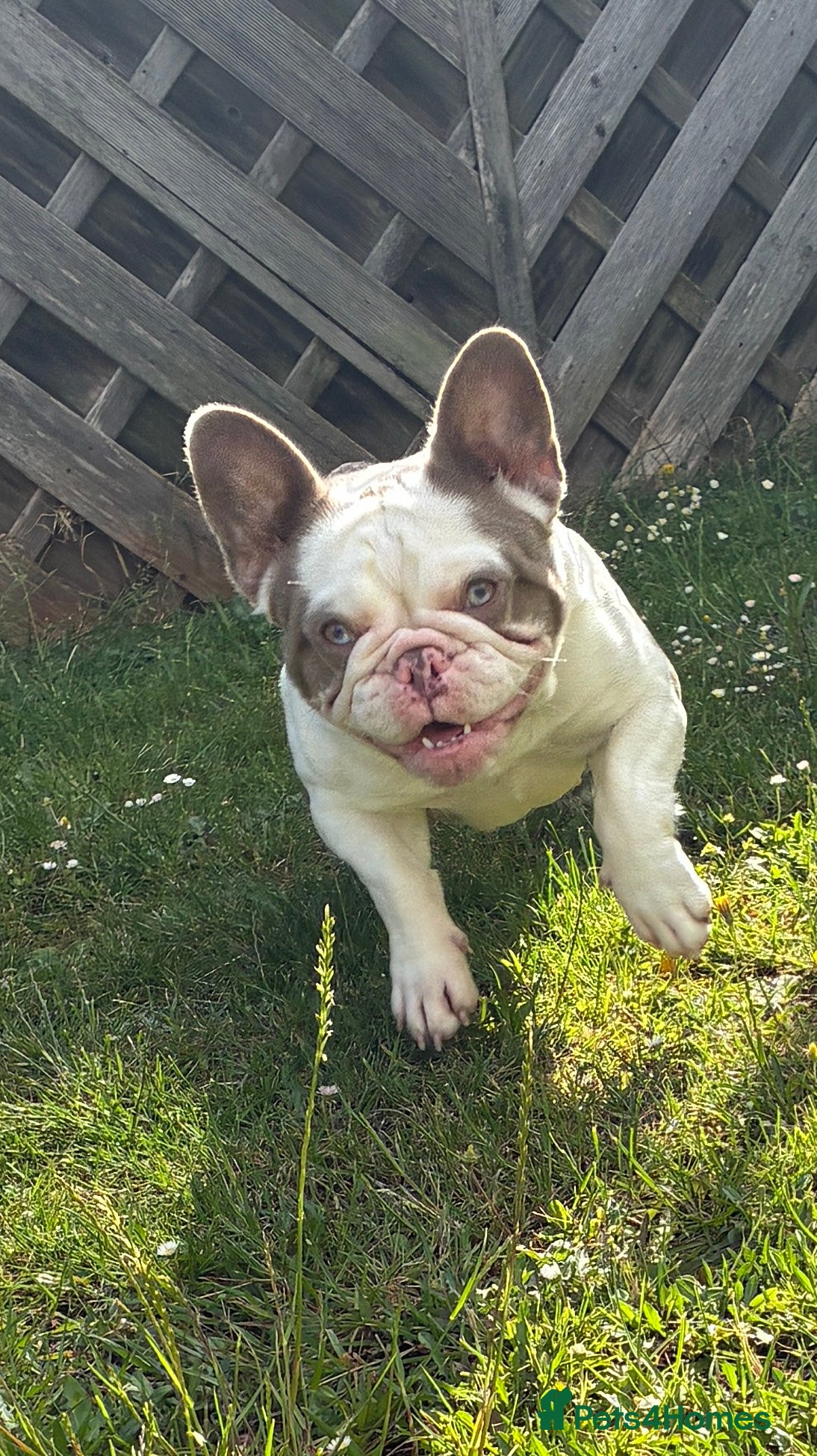 French Bulldog dogs Beautiful French bulldog  - Advert 2