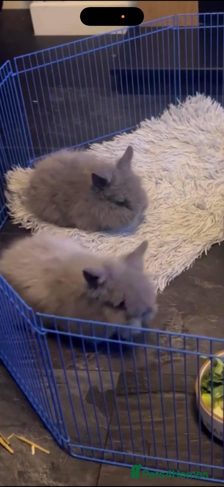 Lionhead rabbits 2 male  - Advert 3