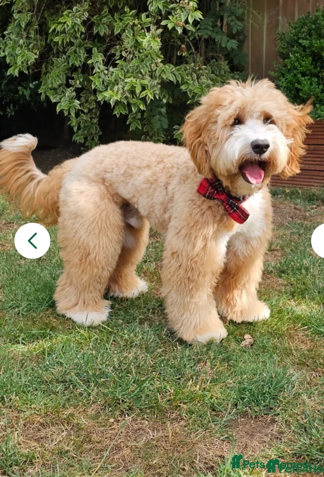 Australian Labradoodle dogs for sale: Australian Labradoodle Puppies for Sale 🐾 - Advert 23