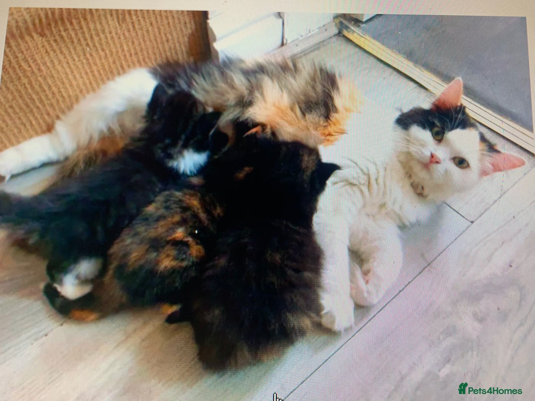 Maine Coon cats for sale: mixed breed kitten for sale  - Image 10
