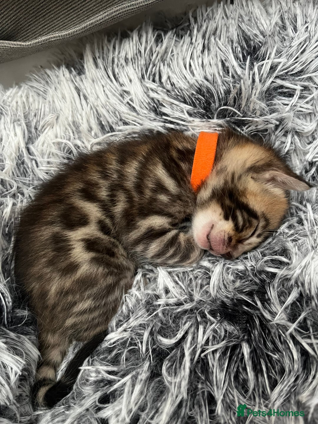 Bengal cats for sale: Beautiful bengal kittens for sale, 2boys available - Advert 13