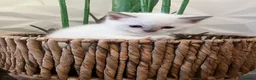Ragdoll cats for sale: Beautiful full pedigree Ragdoll kittens Seal Blue in Hove - Advert 7