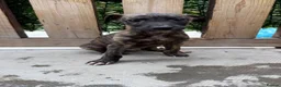 Whippet dogs for sale: WHIPPET PUPPIES  - Advert 37