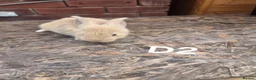 Continental Giant rabbits for sale: 🐰 GIANT CONTINENTAL RABBITS FOR SALE 🐰 - Advert 2