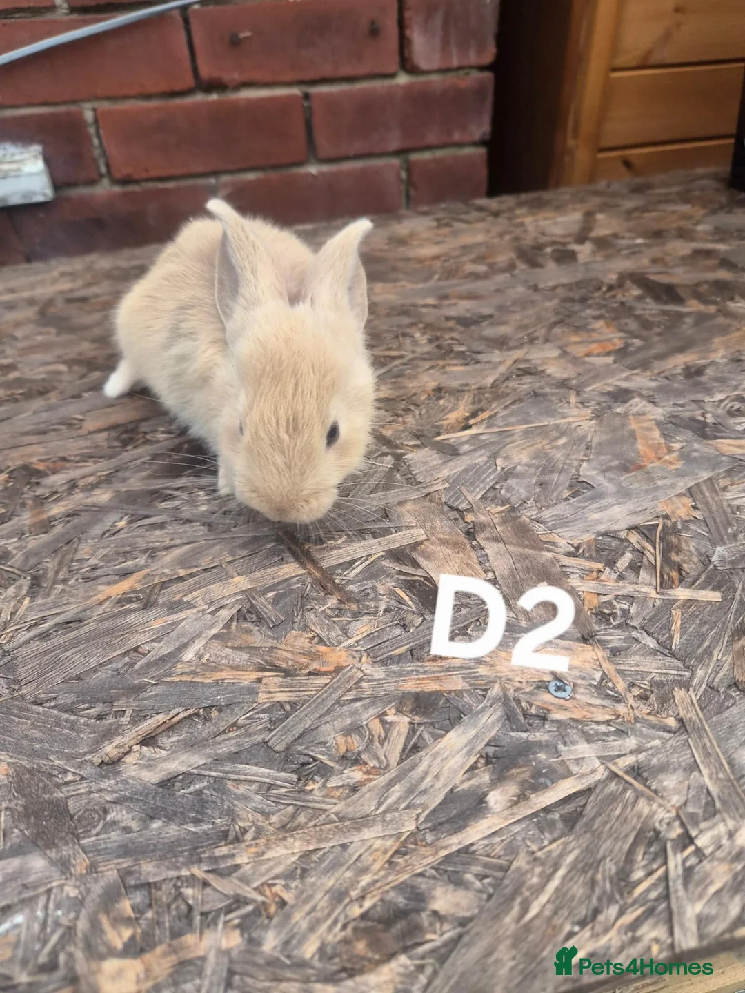 Continental Giant rabbits for sale: 🐰 GIANT CONTINENTAL RABBITS FOR SALE 🐰 - Advert 2