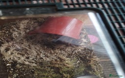 Spiders invertebrates for sale: Various spiders  - Image 3