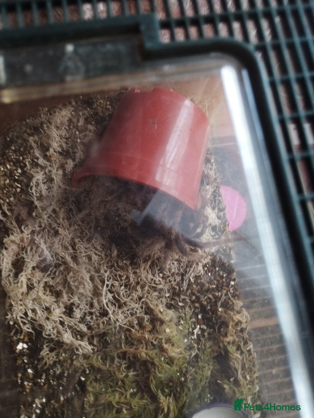 Spiders invertebrates for sale: Various spiders  - Image 3