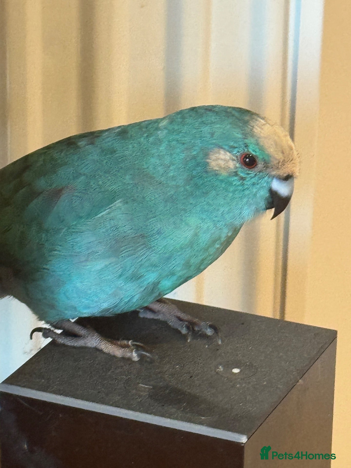 Parakeets birds Kakariki with cage - Advert 1
