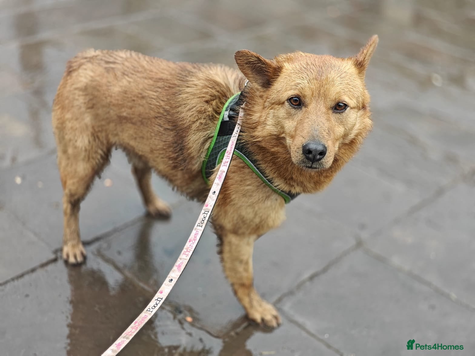 Mixed Breed dogs 💙🐶 RICHIE – AFTER EVERYTHING… HE TRUSTS - Advert 1