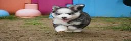 Pomsky dogs for sale: Genuine Celtic Star F3 Pomskies Available  - Advert 11