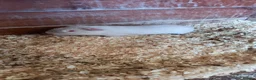 Guinea Pig rodents for sale: Baby Guinea Pigs for Sale - Advert 8
