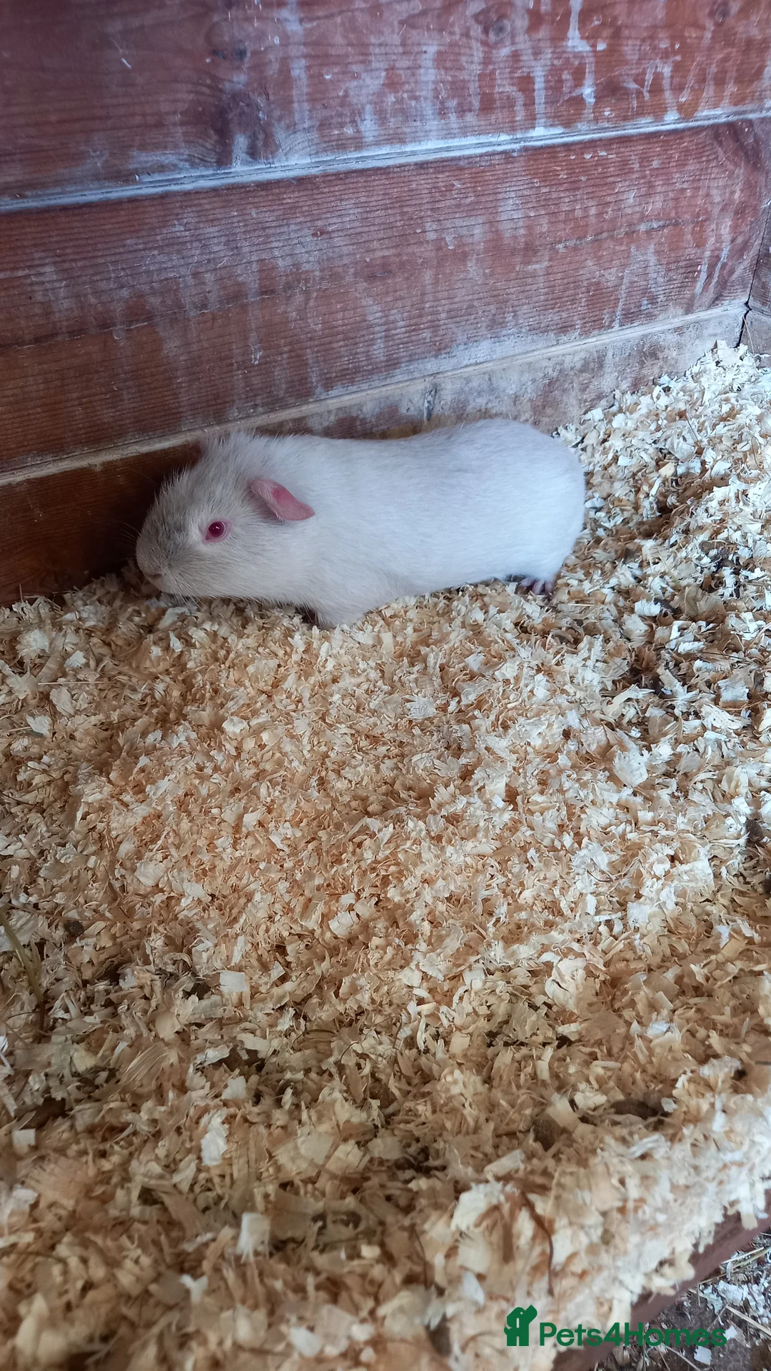 Guinea Pig rodents for sale: Baby Guinea Pigs for Sale - Advert 8