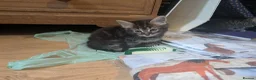 Mixed Breed cats for sale: Gorgeous Kittens Ready for their new homes now.  - Advert 18