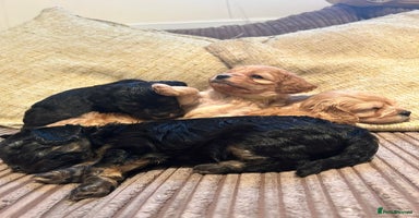 Cavapoo dogs - Advert 8