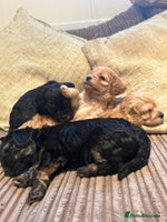 Cavapoo dogs - Advert 8