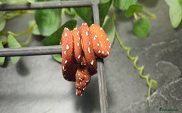 Python Snake reptiles for sale: Green tree Python in Mold - Image 5