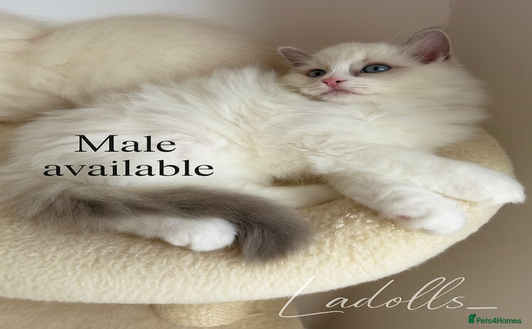 Ragdoll cats - Advert 2