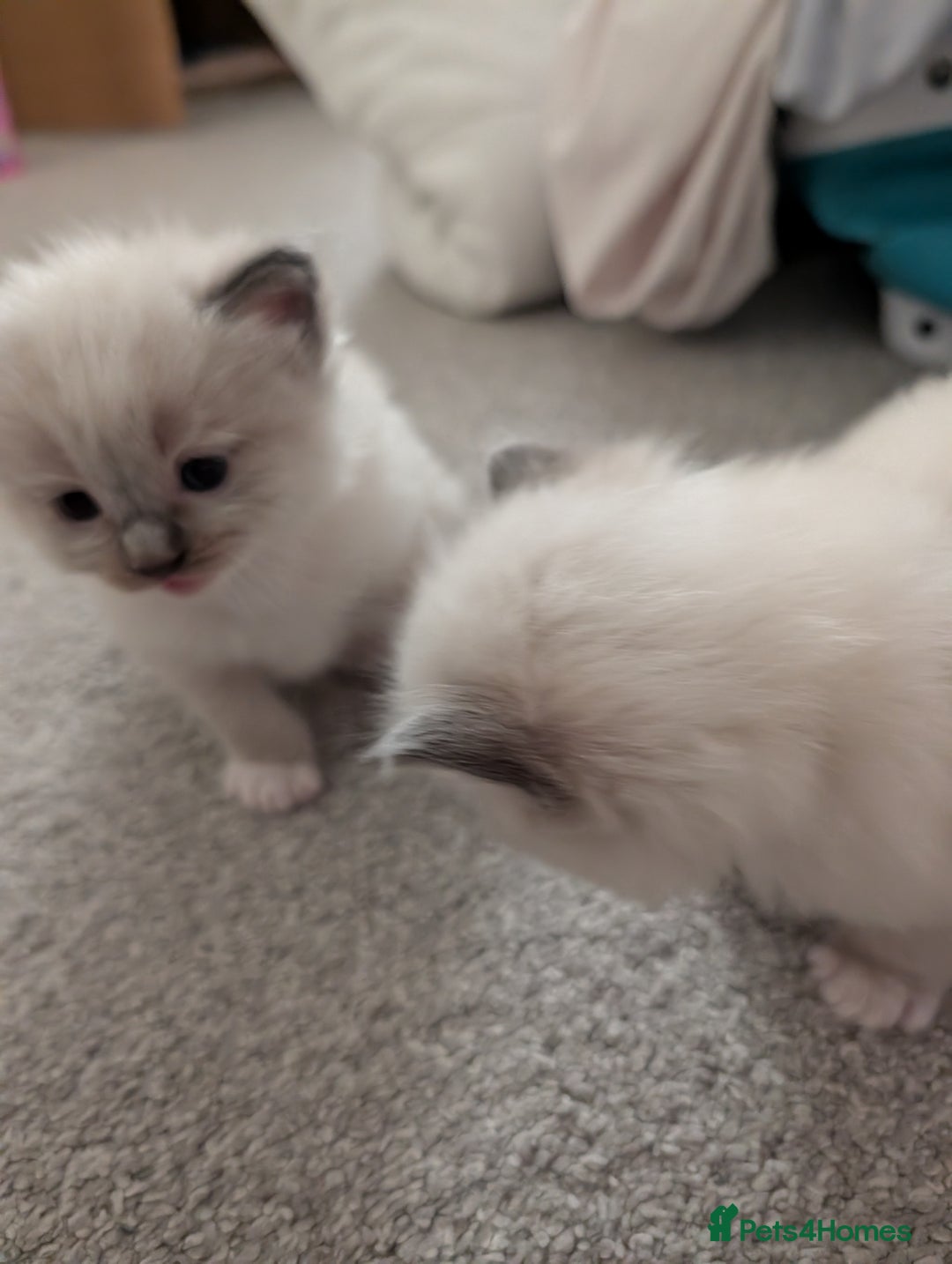 Ragdoll cats for sale: Ragdoll Kittens - Advert 3