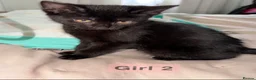 Mixed Breed cats for sale: 5 kittens ready to leave Ayr  - Advert 2