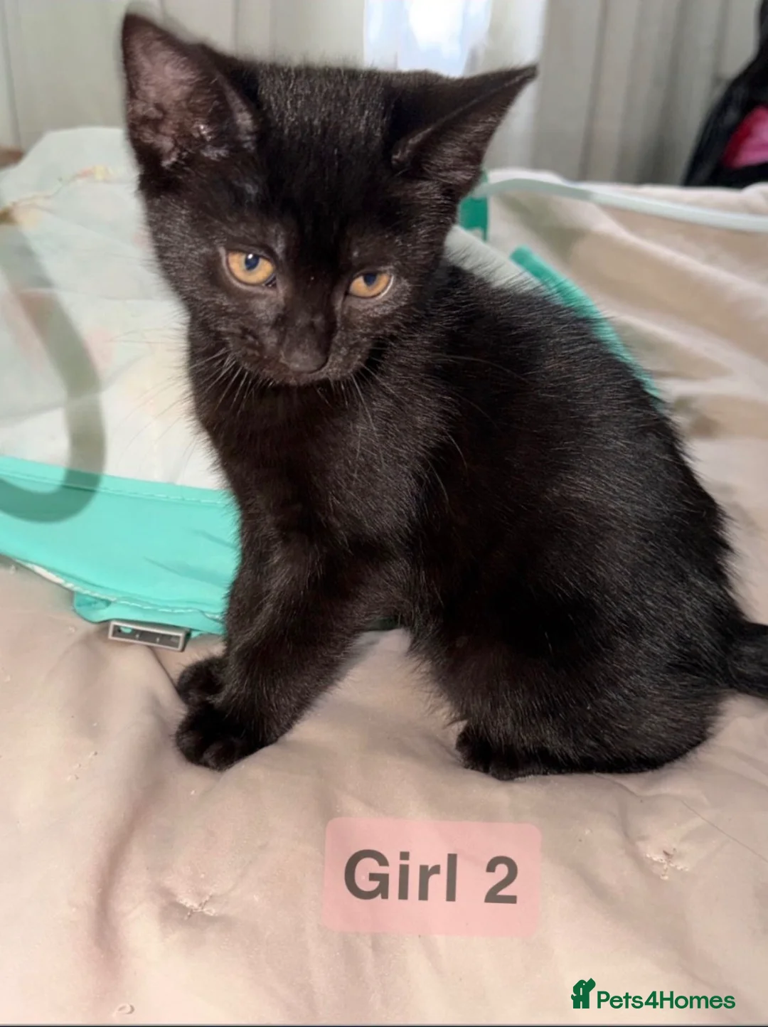 Mixed Breed cats for sale: 5 kittens ready to leave Ayr  - Advert 2