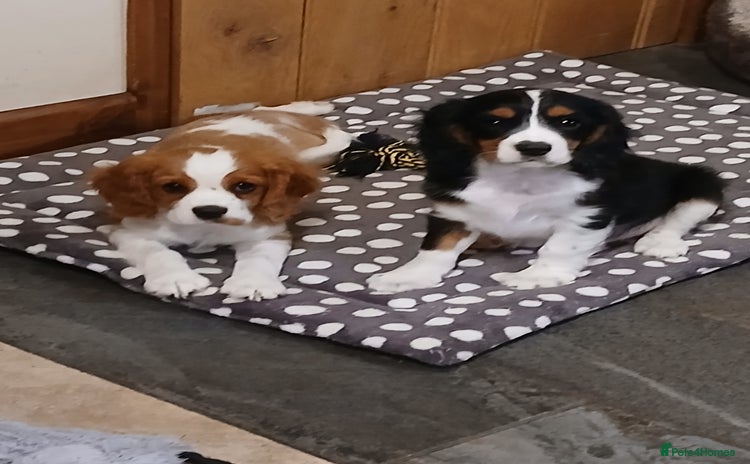 Cavalier King Charles Spaniel dogs - Advert 12