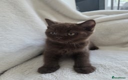 British Shorthair cats for sale: GCCF British Shorthair Kittens Champion Bloodline  - Image 16