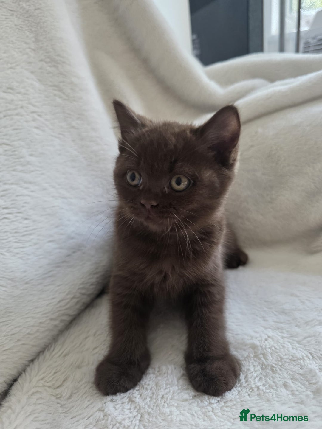 British Shorthair cats for sale: GCCF British Shorthair Kittens Champion Bloodline  - Image 16