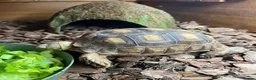 Tortoise reptiles for sale: Sulcata tortoise  - Advert 5