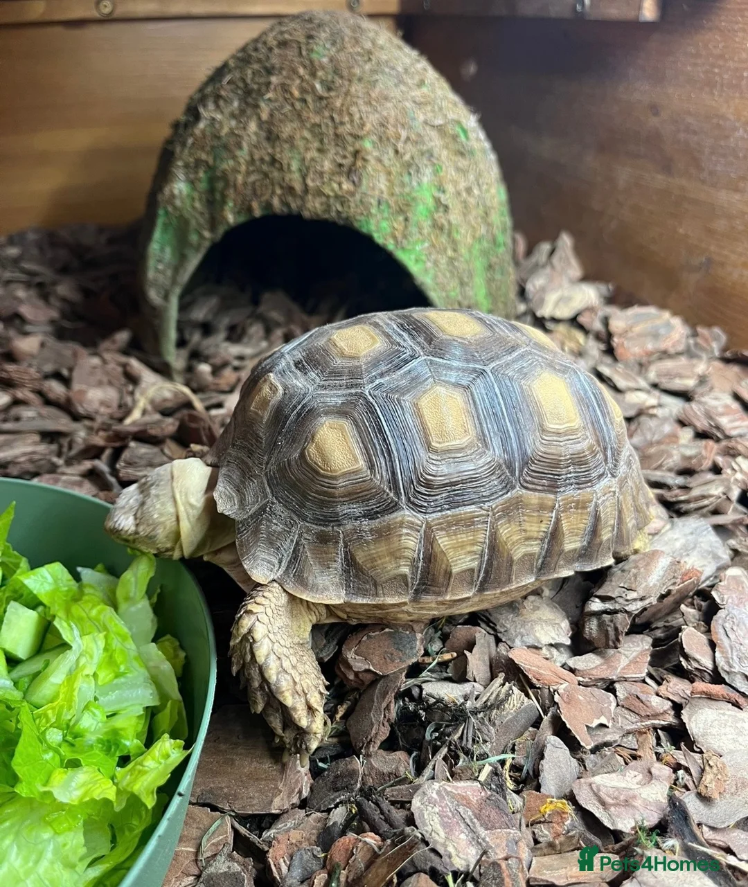 Tortoise reptiles for sale: Sulcata tortoise  - Advert 5