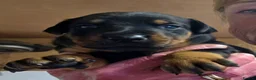 Dobermann dogs for sale: Fantastic KC Dobermann Puppies  - Advert 12