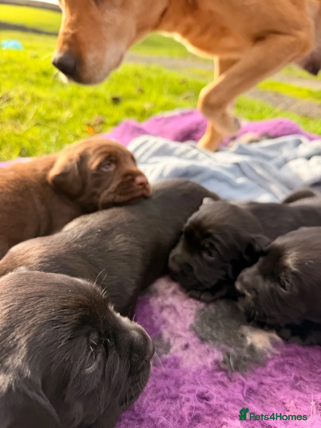 Springador dogs for sale: Springadors! 6 puppies  in Skipton - Advert 16