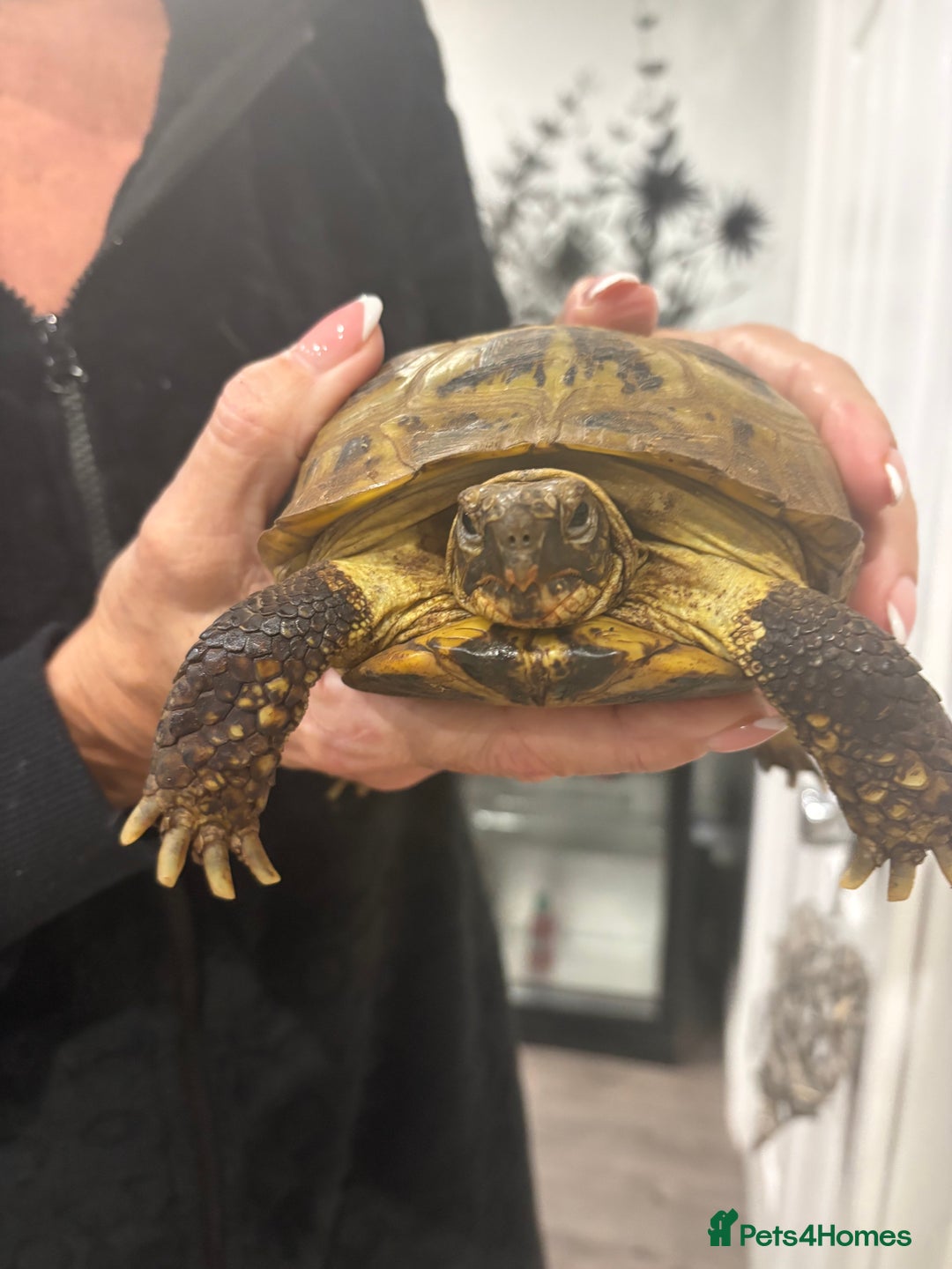 Tortoise reptiles for sale: Male female tortoise - Advert 1