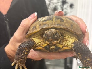 Tortoise reptiles Male female tortoise - Advert 1