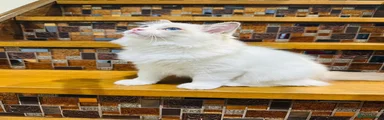 Ragdoll 1-Bluepoint Bicolour