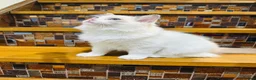 Ragdoll cats for sale:  🌸 GCCF/TICA Registered Pedigree Ragdoll Kittens  - Advert 9