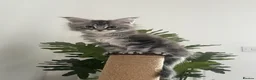 Maine Coon cats for sale: Female Pure Maine Coon Kitten in ELY - Advert 4