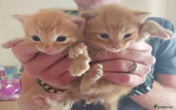 Domestic Shorthair cats for sale: Kittens  - Image 4