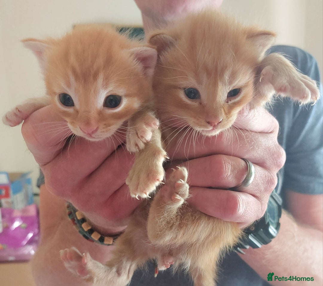 Domestic Shorthair cats for sale: Kittens  - Image 4
