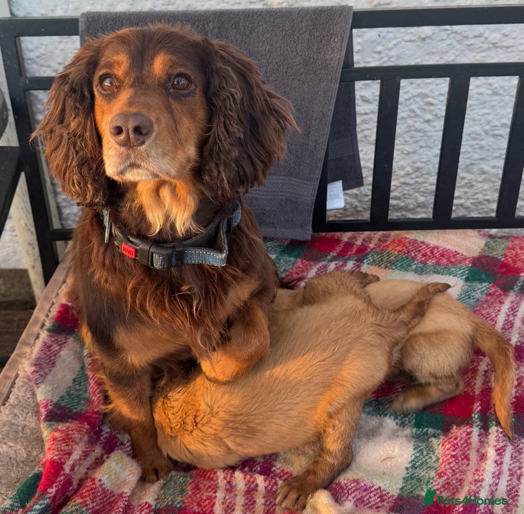 Mixed Breed dogs for sale: ‘CockerDoodles’ health-checked healthy chunky pups - Advert 3