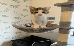 Mixed Breed cats for sale: Adorable Kittens Looking for Forever Homes! 🐱💕 - Image 3