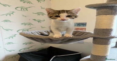 Mixed Breed cats - Advert 13