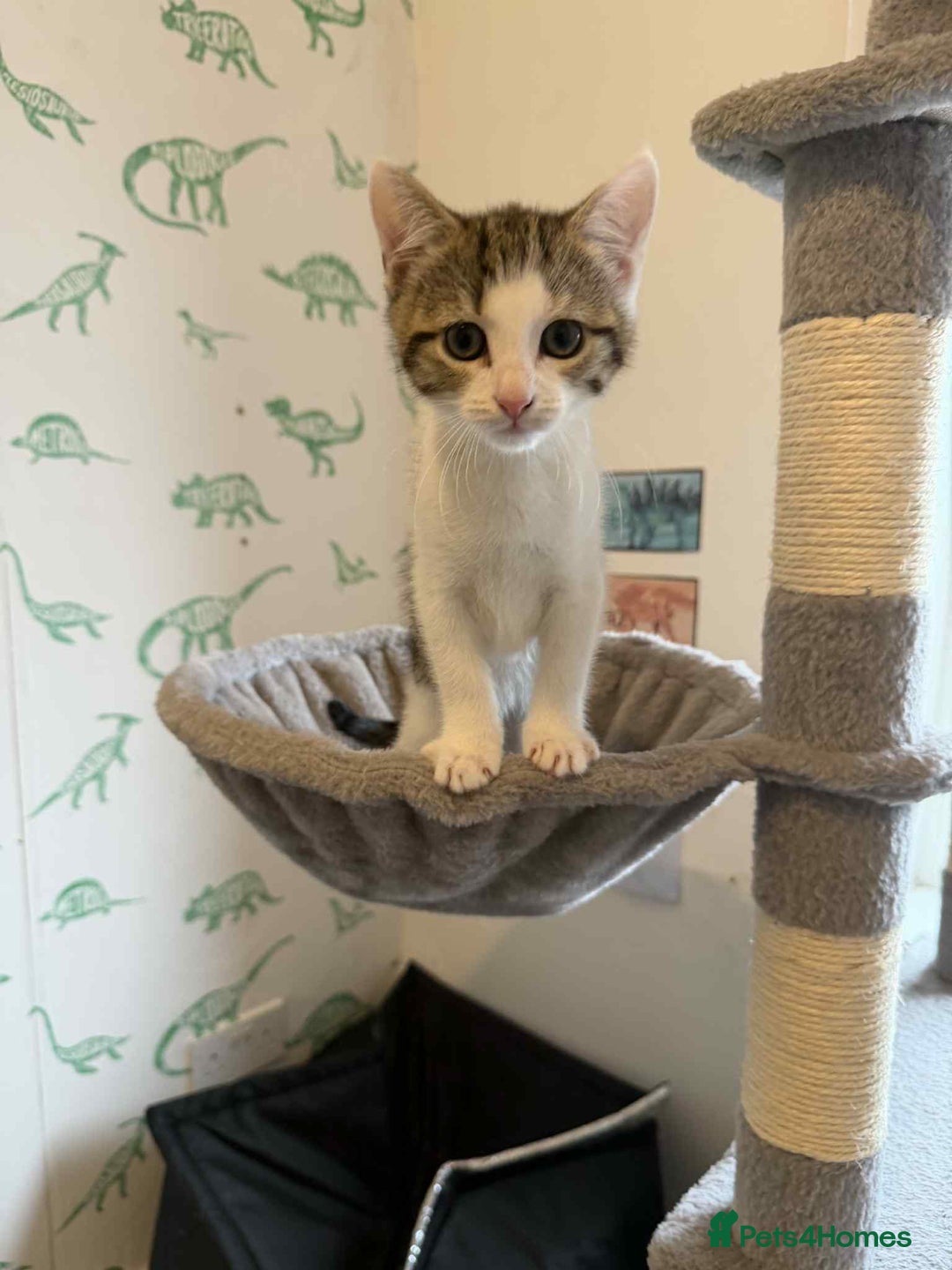 Mixed Breed cats for sale: Adorable Kittens Looking for Forever Homes! 🐱💕 - Image 3