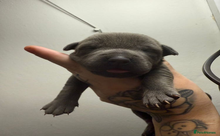 Bandog dogs - Advert 6