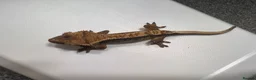 Gecko reptiles for sale: Various Crested geckos  - Advert 6